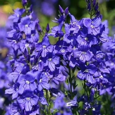 Вероника австрийская  Вероника австрийская в Астрахани