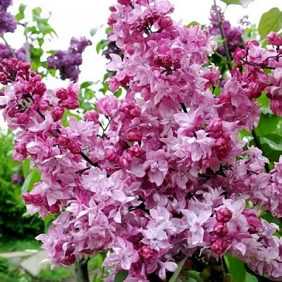 Сирень ОЛИМПИАДА КОЛЕСНИКОВА в Астрахани