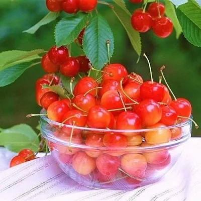 Черешня НАСЛАЖДЕНИЕ  Черешня НАСЛАЖДЕНИЕ в Астрахани