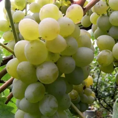 Виноград ТАЛИСМАН в Астрахани