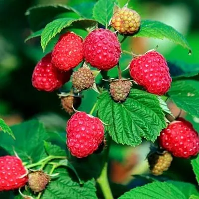 Малиновое дерево  Малиновое дерево в Астрахани