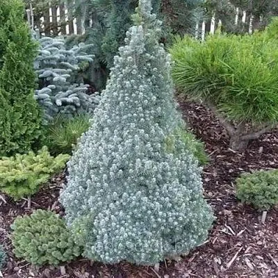 Ель САНДЕРС БЛЮ канадская  Ель САНДЕРС БЛЮ канадская в Астрахани