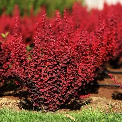 Барбарис ОРАНЖ РОКЕТ тунберга в Астрахани