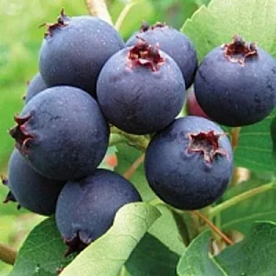 Ирга в Астрахани