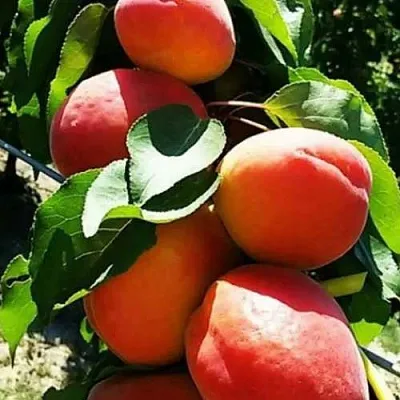 Абрикос ДЖУМБО КОТ в Астрахани