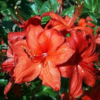 Азалия ДОЛОРОСО листопадная  Азалия ДОЛОРОСО листопадная в Астрахани