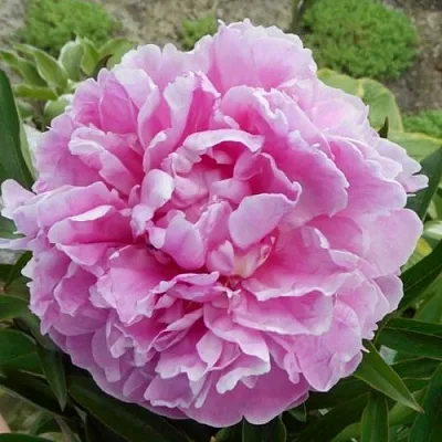 Пион РИМ травянистый  Пион РИМ травянистый в Астрахани