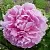 Пион РИМ травянистый в Астрахани