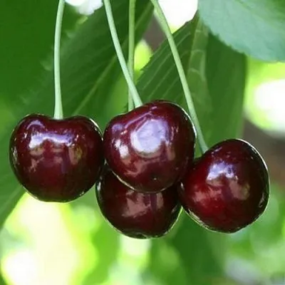 Черешня ЛЕНИНГРАДСКАЯ ЧЁРНАЯ  Черешня ЛЕНИНГРАДСКАЯ ЧЁРНАЯ в Астрахани
