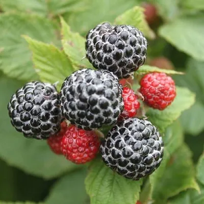 Черная  Черная в Астрахани