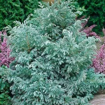 Кипарисовик БУЛЕВАРД горохоплодный  Кипарисовик БУЛЕВАРД горохоплодный в Астрахани