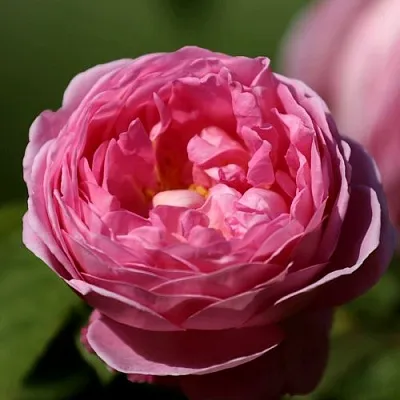 Саженцы роз ПИНК ЭКСПРЕШН флорибунда  Саженцы роз ПИНК ЭКСПРЕШН флорибунда в Астрахани