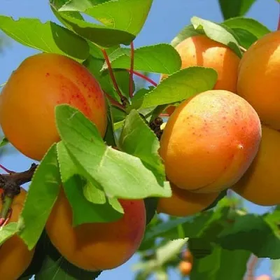 Абрикос КИЕВСКИЙ РАННИЙ в Астрахани