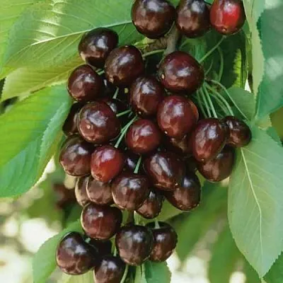 Черешня РЕВНА  Черешня РЕВНА в Астрахани