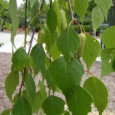 Береза ФАСЦИНЕЙШЕН белая   Береза ФАСЦИНЕЙШЕН белая  в Астрахани