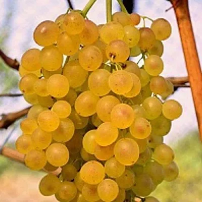 Виноград КИШМИШ КОКТЕЙЛЬ в Астрахани