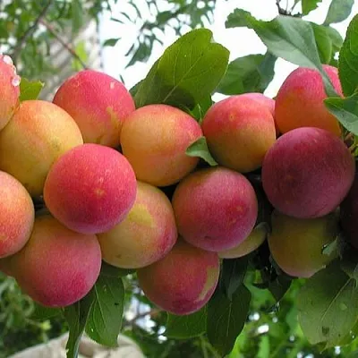 Слива СКОРОПЛОДНАЯ в Астрахани