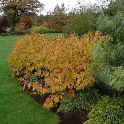 Дерен  АННА ВИНТЕР ОРАНЖ кроваво-красный    Дерен  АННА ВИНТЕР ОРАНЖ кроваво-красный   в Астрахани