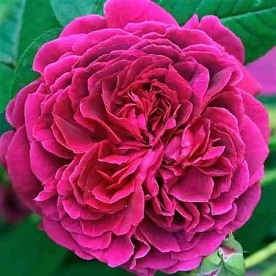 Саженцы роз ВИЛЬЯМ ШЕКСПИР английская  Саженцы роз ВИЛЬЯМ ШЕКСПИР английская в Астрахани