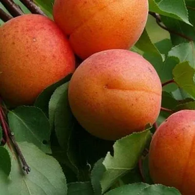 Абрикос ГРАФИНЯ в Астрахани