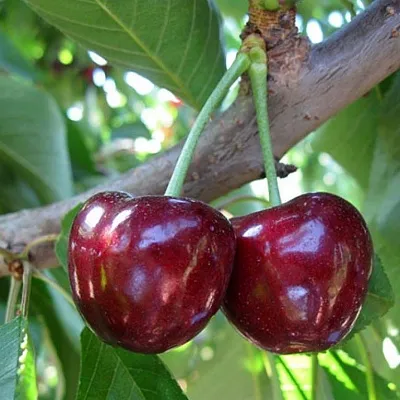 Черешня СЮБАРОВСКАЯ  Черешня СЮБАРОВСКАЯ в Астрахани