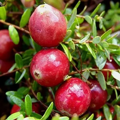 Клюква СТИВЕНС в Астрахани