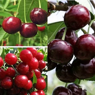 Комплект ВИШНЕВЫЙ САД в Астрахани