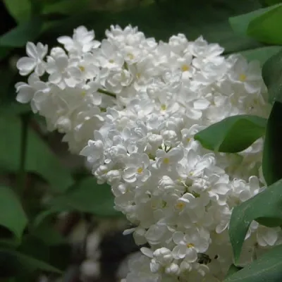 Сирень РУССКИЙ СЕВЕР в Астрахани