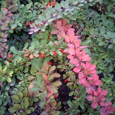 Барбарис ГРИН КАРПЕТ тунберга в Астрахани