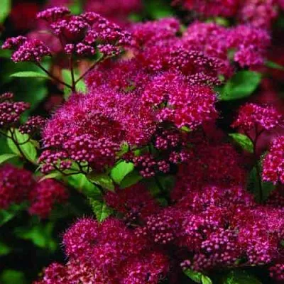 Спирея АНТОНИ ВАТЕРЕР японская  Спирея АНТОНИ ВАТЕРЕР японская в Астрахани