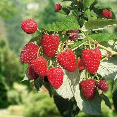 Малина РУБИФОЛ в Астрахани