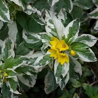 Вербейник АЛЕКСАНДР точечный  Вербейник АЛЕКСАНДР точечный в Астрахани