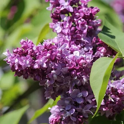 Сирень ИЗОБИЛИЕ  Сирень ИЗОБИЛИЕ в Астрахани