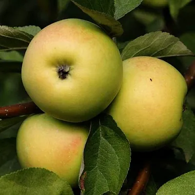 Яблоня ДАНИЛА  Яблоня ДАНИЛА в Астрахани