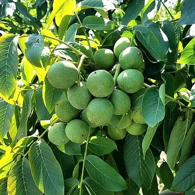 Грецкий орех  ИЗЯЩНЫЙ  Грецкий орех  ИЗЯЩНЫЙ в Астрахани