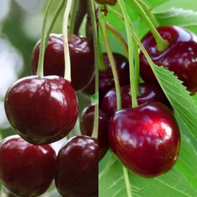 Комплект ВИШНЕВЫЙ ТАНДЕМ в Астрахани