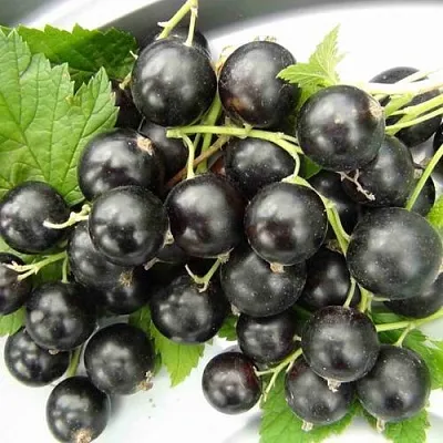 Смородина черная ТИТАНИЯ в Астрахани