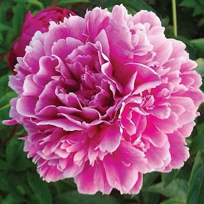 Пион ПУРПУРНАЯ ФЕЕРИЯ травянистый  Пион ПУРПУРНАЯ ФЕЕРИЯ травянистый в Астрахани