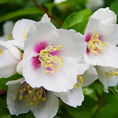 Жасмин БЕЛЬ ЭТУАЛЬ  Жасмин БЕЛЬ ЭТУАЛЬ в Астрахани