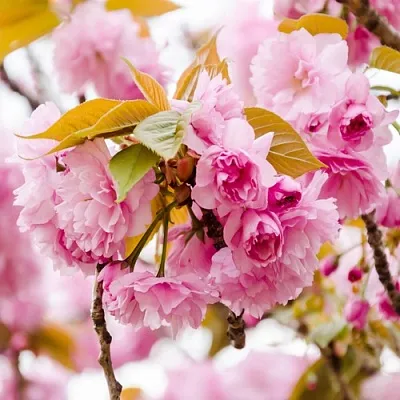 Сакура КАНЗАН  Сакура КАНЗАН в Астрахани