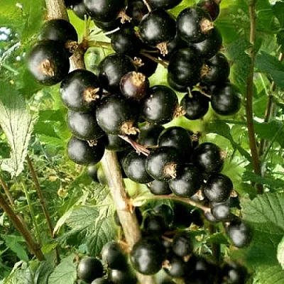 Смородина черная БЕН ТИРЕН  Смородина черная БЕН ТИРЕН в Астрахани