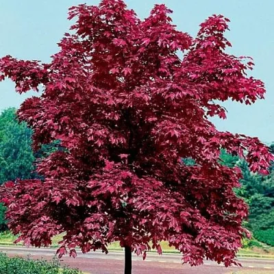 Клен КРИМСОН КИНГ остролистный  Клен КРИМСОН КИНГ остролистный в Астрахани