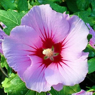 Гибискус ПИНК ФЛИРТ сирийский  Гибискус ПИНК ФЛИРТ сирийский в Астрахани