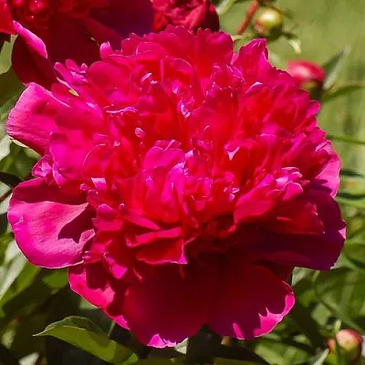 Пион БИГ БЕН травянистый  Пион БИГ БЕН травянистый в Астрахани