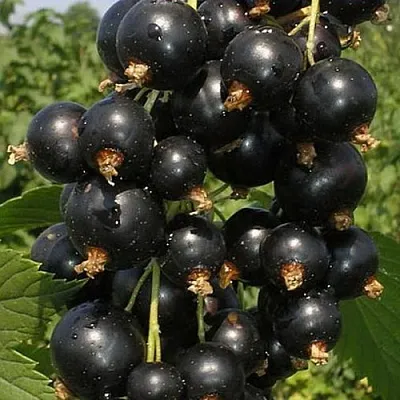 Смородина черная ИСКУШЕНИЕ  Смородина черная ИСКУШЕНИЕ в Астрахани