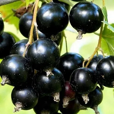 Смородина чёрная СОКРОВИЩЕ  Смородина чёрная СОКРОВИЩЕ в Астрахани