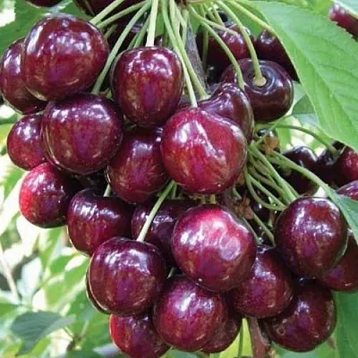 Черешня СЭМ колонновидная в Астрахани
