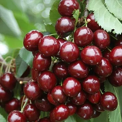 Черешня СИЛЬВИЯ колоновидная в Астрахани