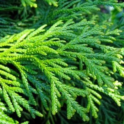 Туевик  Туевик в Астрахани