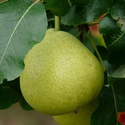 Груша САНРЕМО колонновидная в Астрахани